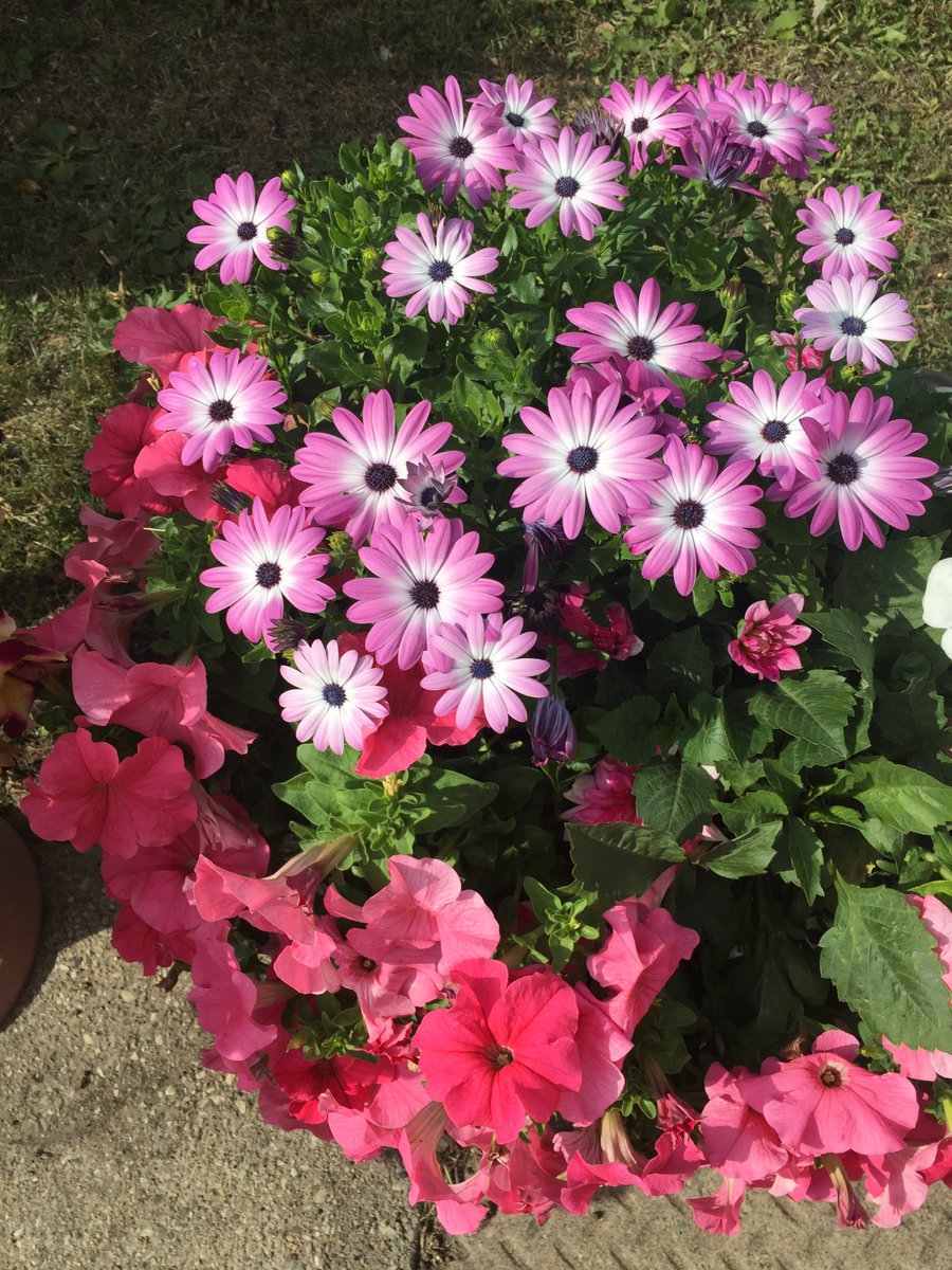 msprmclaugh's tweet image. Some flowers to brighten the day.
