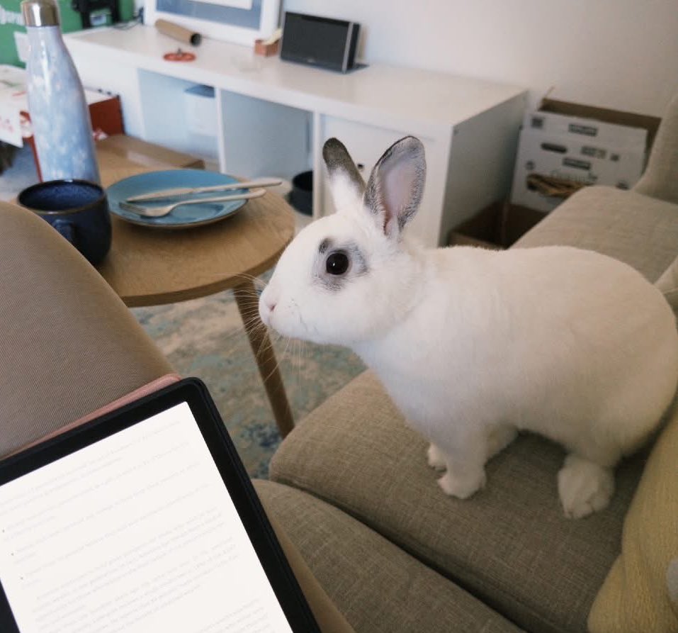 HouseRabbit's tweet image. Refreshing Sierra Mist is super-friendly, curious, and smart. He loves getting pets, running around and jumping on the couch to sit with his foster. π₯οΈπ Because heβs not into chewing cords or carpets, heβs allowed to free roam for most of the day.
Adopt! houserabbit.org/adoptables