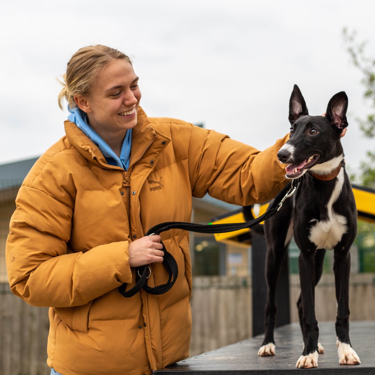 DT_VIPsuppawt's tweet image. We&apos;ll be cheering on the @Lionesses tonight in the #womenseuros2025 semi final v Italy, especially No. 1⃣5⃣, defender @_esmemorgan, who visited the @DogsTrust rehoming centre @DT_MANCHESTER back in &apos;23👀⬇️ #Euro2025 #football ⚽️