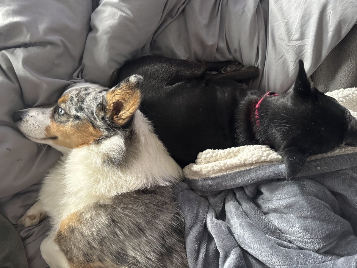DylanDyylas's tweet image. my dog yuffie and her best friend leia doing their favorite thing (nothing)