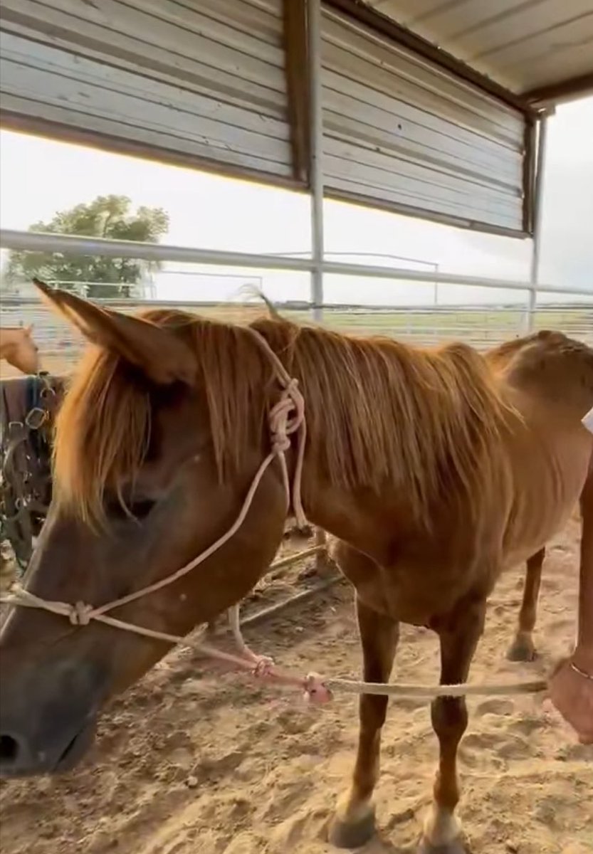 heartandhooves's tweet image. 🚨Glitter NEEDS OUT of the pen NOW!💔 She’s already emaciated and deteriorating fast. She can’t survive much longer in these conditions. Deadline is TONIGHT—please help save her!
paypal.com/donate/?campai…
#SaveGlitter #HorseRescue #StopSlaughter 🐴⏳