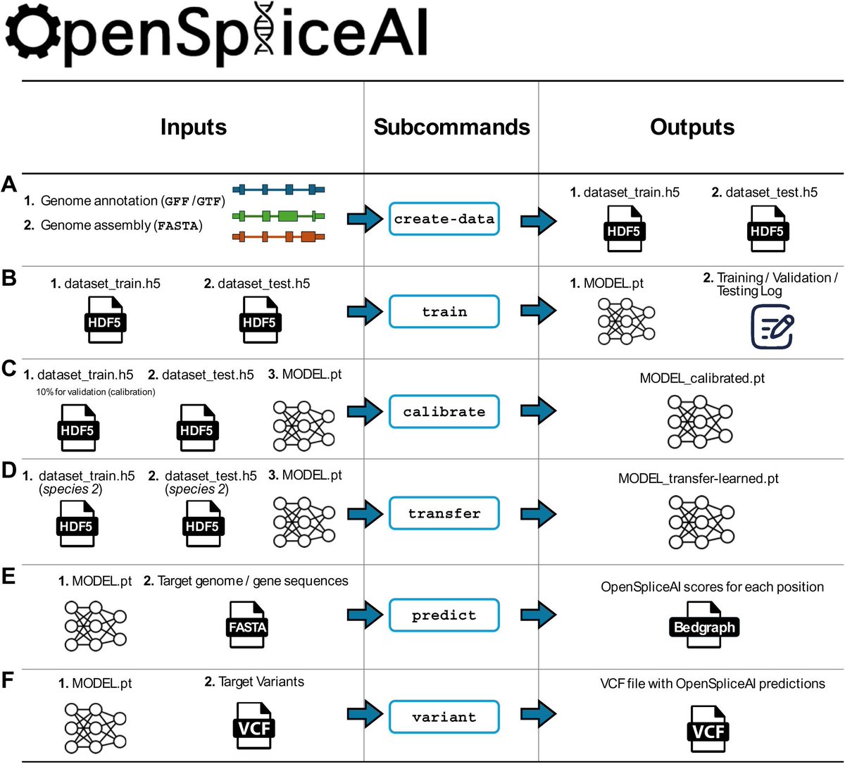 aipulserx's tweet image. How can the accuracy and accessibility of a leading splice-site prediction tool be improved for broader genomic research across different species?@eLife @johnhopkinsuni
"OpenSpliceAI: An efficient, modular implementation of SpliceAI enabling easy retraining on non-human species"…