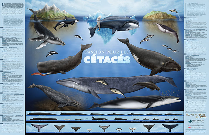 CWF_FCF's tweet image. 🐳 Apprenez à connaître nos merveilleuses baleines! Commandez l’affiche gratuite Passion pour les cétacés ou téléchargez le PDF.
🖼️ Votre copie ici: bit.ly/4m2UH0l