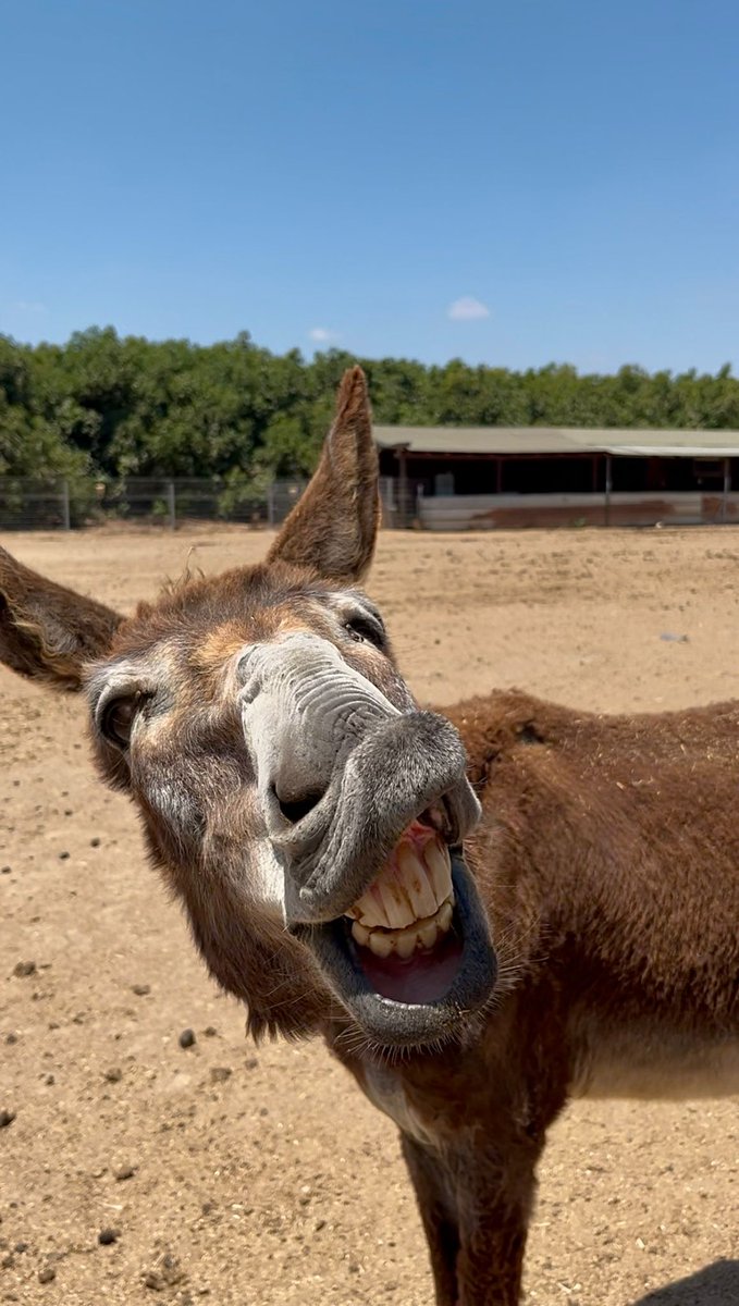 safehaven4donks's tweet image. Say cheese! This donkey at our sanctuary in Israel wanted to show you his lovely smile! 😁