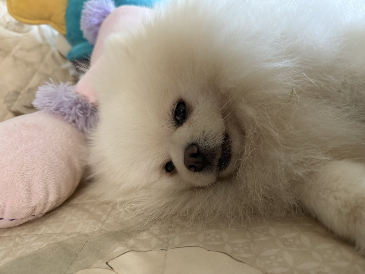 MariaOlioti33's tweet photo. Meu Deus como eu amo esse cachorro. https://t.co/WLx14W3zxE