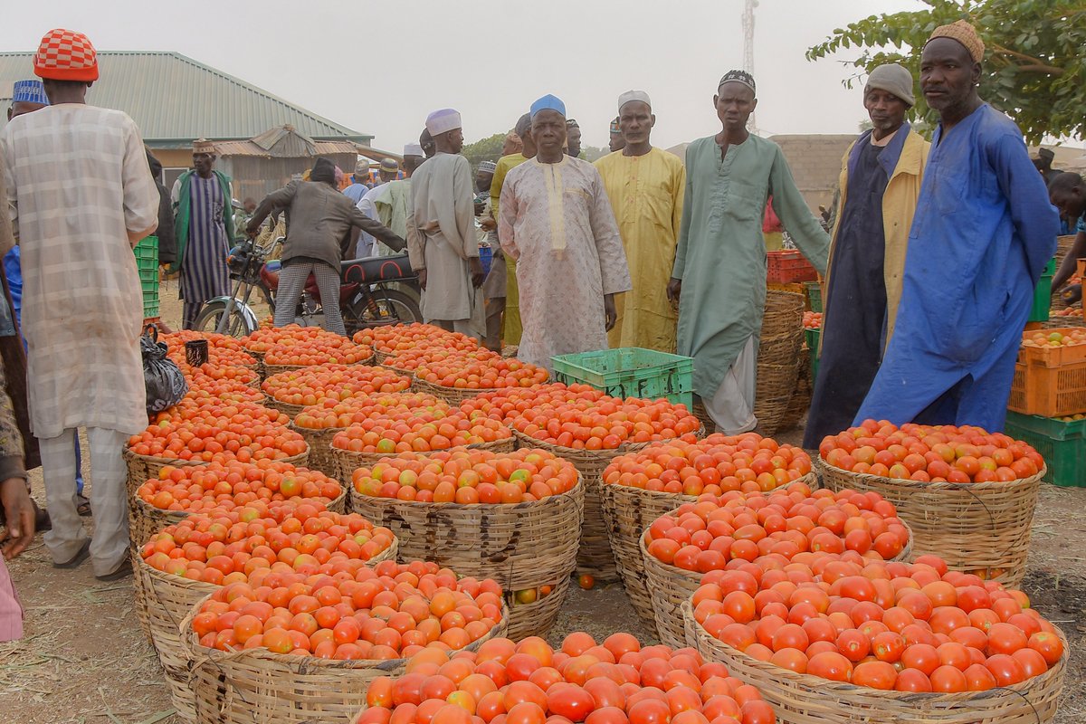 KanoPastoral's tweet image. Funded by #IsDB & #LLF, KSADP, thru' its implementing partners SAA, has continued to support vegetable farmers in Kano with inputs, extension education & technical support towards ensuring enhanced production & minimal post-harvest loss.