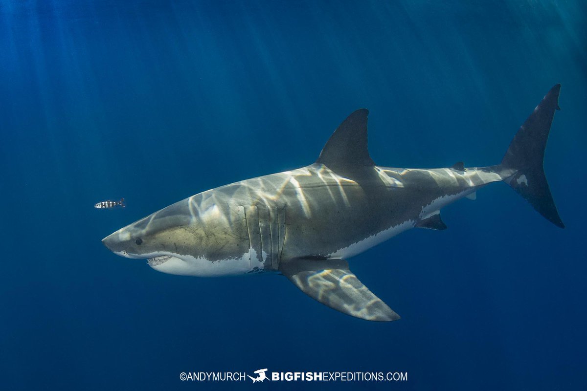 BigFishTrips's tweet image. Being a pilot is a relatively safe occupation, unless you're a pilot-fish!
bigfishexpeditions.com/trips/scuba-di…
