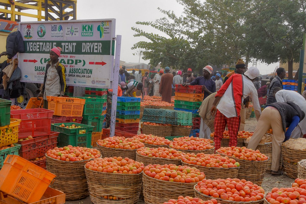 KanoPastoral's tweet image. Funded by #IsDB & #LLF, KSADP, thru' its implementing partners SAA, has continued to support vegetable farmers in Kano with inputs, extension education & technical support towards ensuring enhanced production & minimal post-harvest loss.