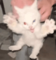 🌊Chiz tweet media