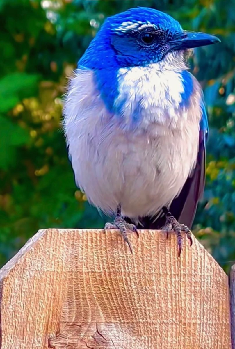MichelleBe21575's tweet image. When you get a chance to pet a blue bird know that someone has your back 🙏🏻🦋