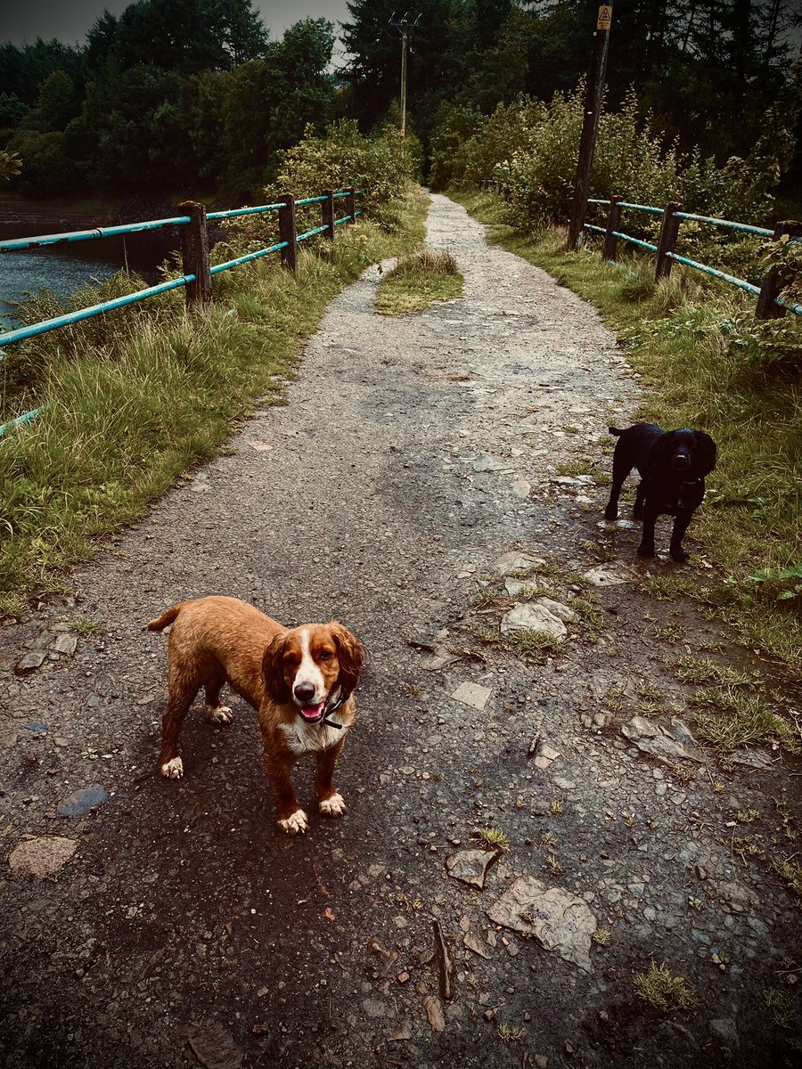 Will_Fuzz's tweet image. Slightly wet walk today but where is it?