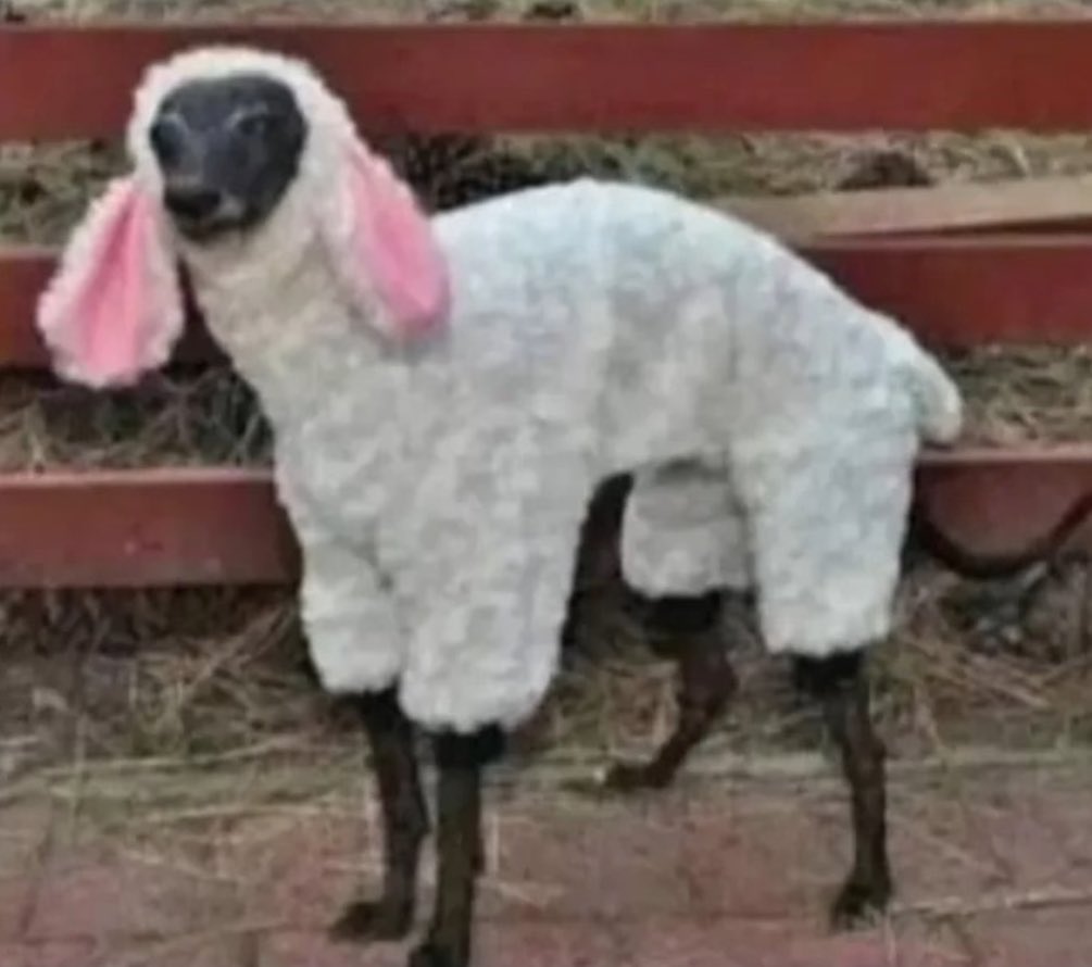 aronwells23's tweet photo. Selling a sheep 🐑 man barks sometimes due to mental stress. Therapy and he’s good as new https://t.co/2FZ4zGJBVI