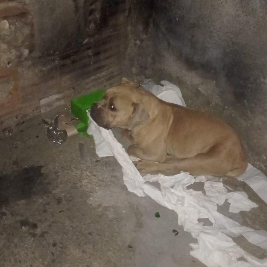 Böyle kömürlüğe sığınmış kaç gündür 😔 Kedilere sesini çıkarmıyormuş zaten çok yaşlı bir köpek büyük ihtimalle, çok mutsuz terk edildiğini düşünüyoruz😔