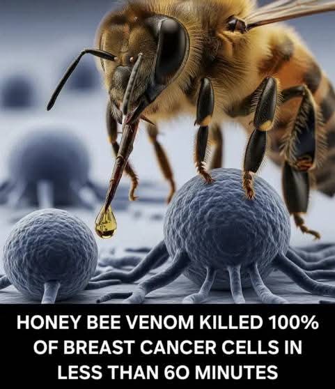 permacultureGB's tweet image. Nature! It's fucking banging!! ❤️
In a 2020 study from the Harry Perkins Institute and University of Western Australia, researchers tested honeybee (Apis mellifera) venom and its main peptide, melittin, on different breast cancer cell types: triple‑negative and HER2‑enriched—two…