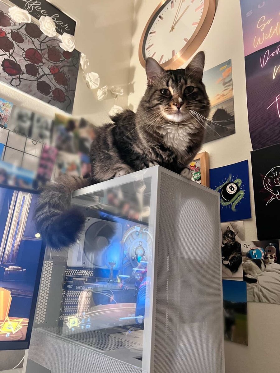 NZXT's tweet image. Cat bed? Nah.

Cat tower? Nah.

PC case? COUNT ME IN

CC: jamesonfourroses on Instagram