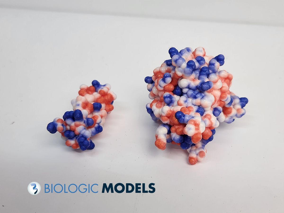 BiologicModels's tweet image. The electrostatic potential of a protein visualizes the positively charged residues with Nitrogen atoms (blue), negatiively charged residues with Oxygen atoms (red), and neutral atoms (white). Submit a #3DPrint request at to create a custm protein model. buff.ly/u0ml0cB