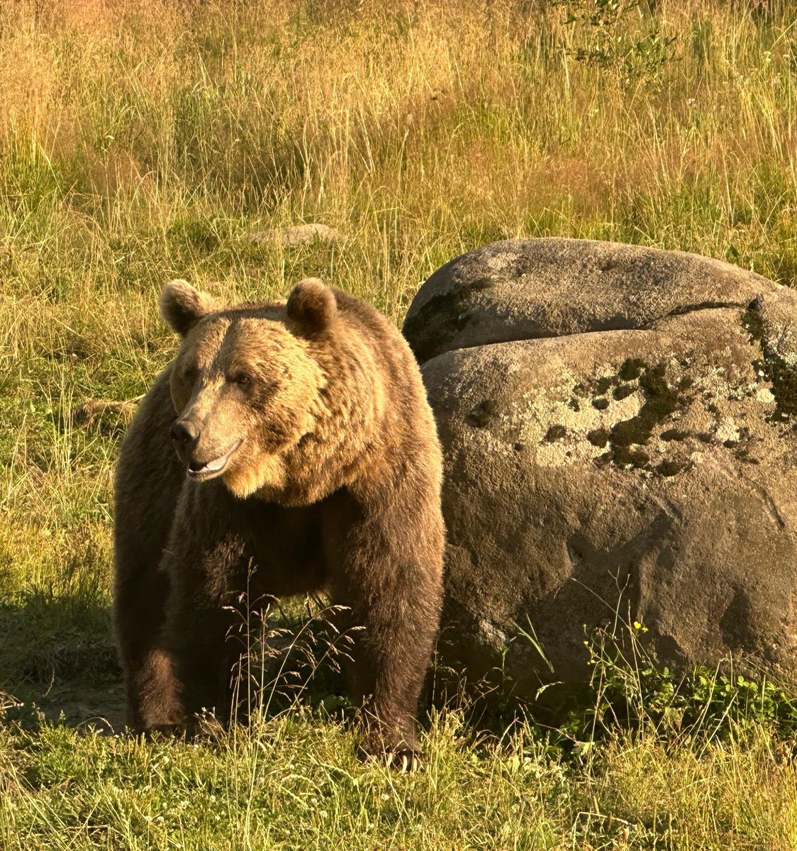 Greenwings's tweet image. Romania butterfly tour summarised in 2 pics…
Pallas’ Fritillary & Brown Bear
Great combination of top butterflies & other wildlife on this very successful tour 🦋🐻
Joining us next year?