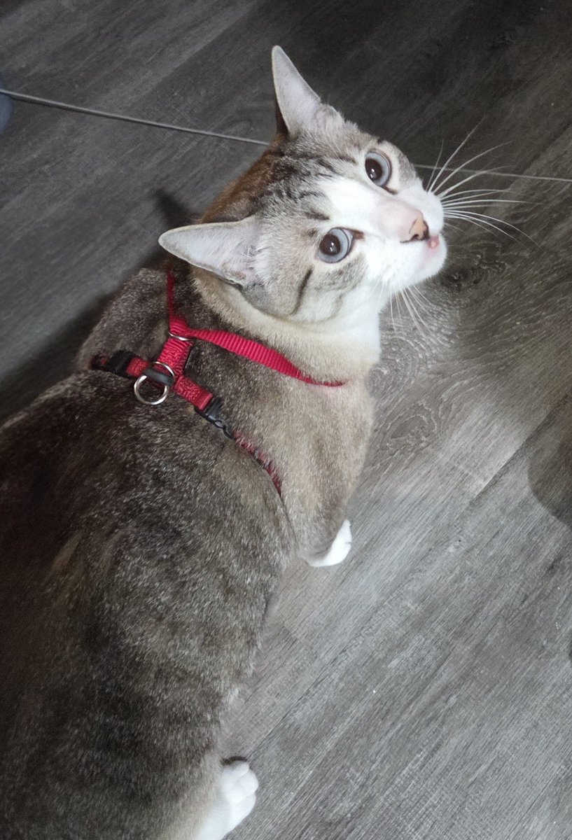 henazo's tweet image. I'm fundraising for Broccoli's vet visit. I'm currently on unemployment. I live very modestly either sleeping in my car or sometimes in a motel for long stretches. There was a vet who offered services for free, but called these fatty deposits when he examined in April then over…