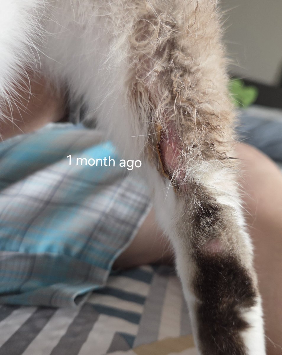 henazo's tweet image. I'm fundraising for Broccoli's vet visit. I'm currently on unemployment. I live very modestly either sleeping in my car or sometimes in a motel for long stretches. There was a vet who offered services for free, but called these fatty deposits when he examined in April then over…