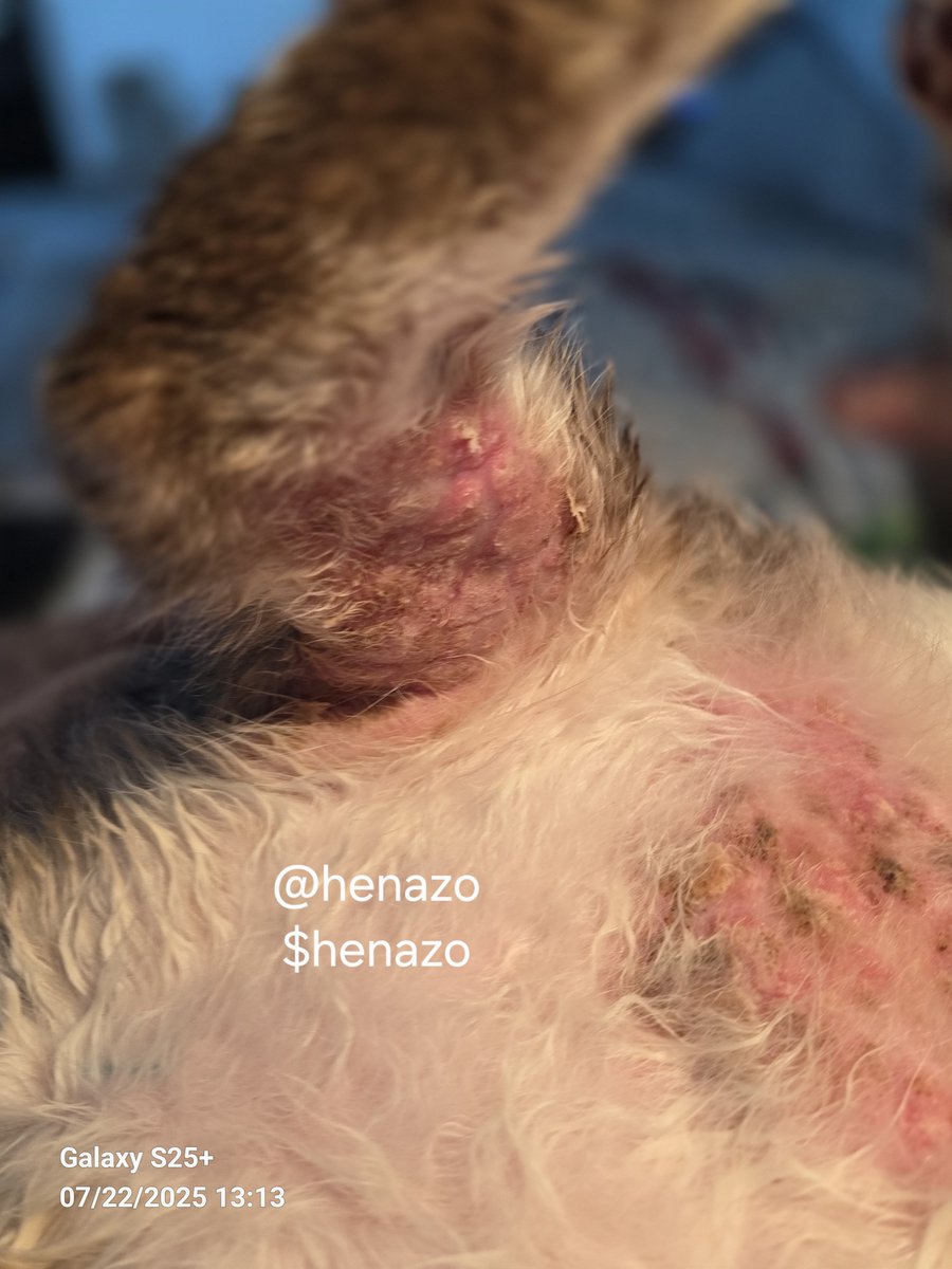 henazo's tweet image. I'm fundraising for Broccoli's vet visit. I'm currently on unemployment. I live very modestly either sleeping in my car or sometimes in a motel for long stretches. There was a vet who offered services for free, but called these fatty deposits when he examined in April then over…