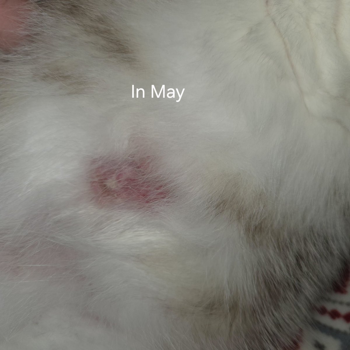 henazo's tweet image. I'm fundraising for Broccoli's vet visit. I'm currently on unemployment. I live very modestly either sleeping in my car or sometimes in a motel for long stretches. There was a vet who offered services for free, but called these fatty deposits when he examined in April then over…