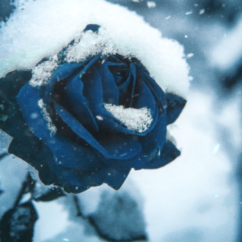 ThinkerRhaelya's tweet image. ➷ lyanna stark + 𝐡𝐞𝐫 𝐨𝐰𝐧 𝐯𝐨𝐢𝐜𝐞 in asoiaf:
“promise me, ned” / “robert will never keep to one bed. i hear he has gotten a child on some girl in the vale” / “love is sweet, dearest ned, but it cannot change a man’s nature” / “that’s my father’s man you are kicking” /…