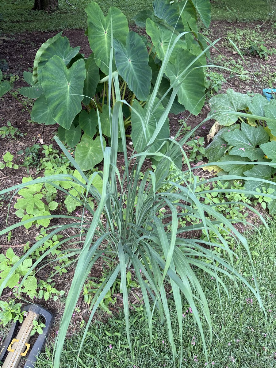UdofiaEA's tweet image. Don’t laugh at my cocoyam, lemon grass and etidot garden ke mme try.