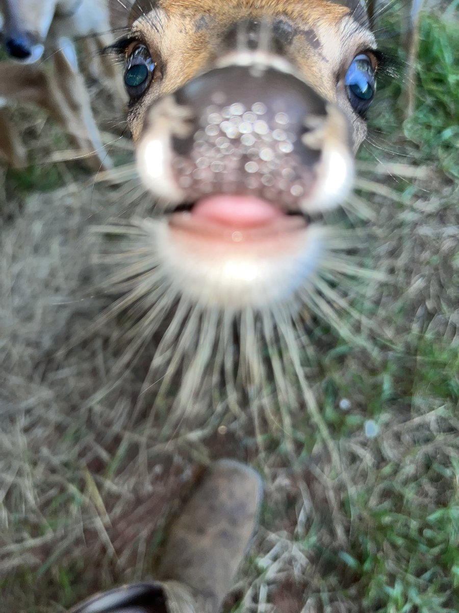 Deerpostss's tweet image. I sure hope i don't step on a pointy object while I enjoy swimming in the ocean....
The nefarious sea urchin: