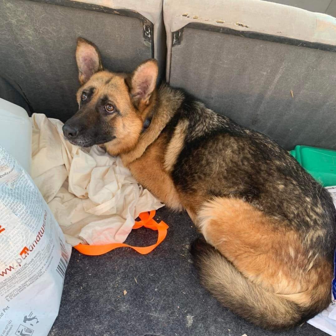 _XDogs's tweet image. "Today I found this kid tied up with a bag next to him that had his things. I didn't think if I have space, if I have a job, what my husband will say or come on baby let someone else do it. I just took him, I told him it's okay that he is scared, that I understand and that…