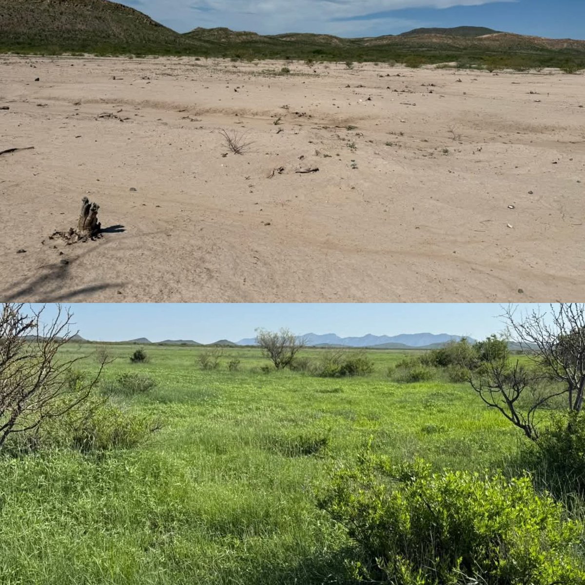EBourgeois's tweet image. Nearby to each other desert ranches, same day, traditional vs regenerative ranch management.