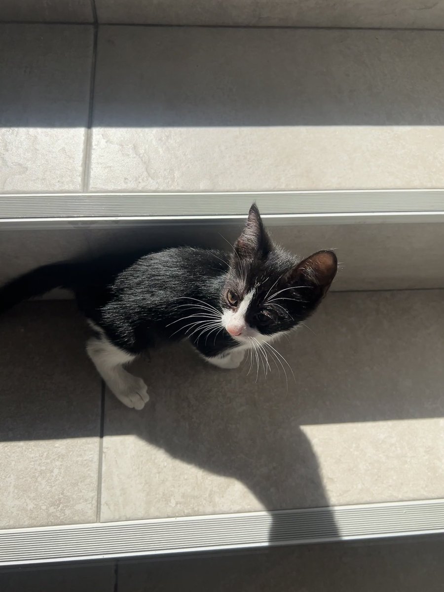 БЕЛГРАД СЕРБИЯ и окрестности 
КОТЁНОК ИЩЕТ ДОМ

Передержку для котенка мы нашли!
А теперь давайте вместе найдем  ему дом и любимых людей!
Требую помочь распространить, чем больше людей увидят, тем больше вероятность, что у вас появится максимально ласковый друг!