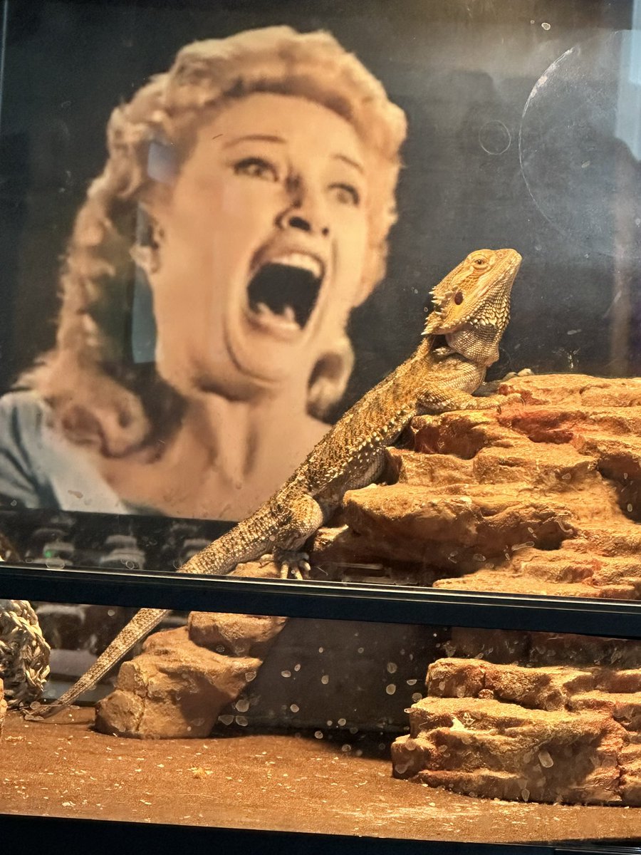 Jerry B (@thereal1stjoker) on Twitter photo It’s been a hot minute since there was a Yuki Brennan the bearded dragon photos, he grew up ! <a href="/TokyoCowboyYuki/">Yuki Nakamura</a> <a href="/badtechno/">John Brennan aka Johnny Bubba</a> It’s been a hot minute since there was a Yuki Brennan the bearded dragon photos, he grew up ! <a href="/TokyoCowboyYuki/">Yuki Nakamura</a> <a href="/badtechno/">John Brennan aka Johnny Bubba</a>