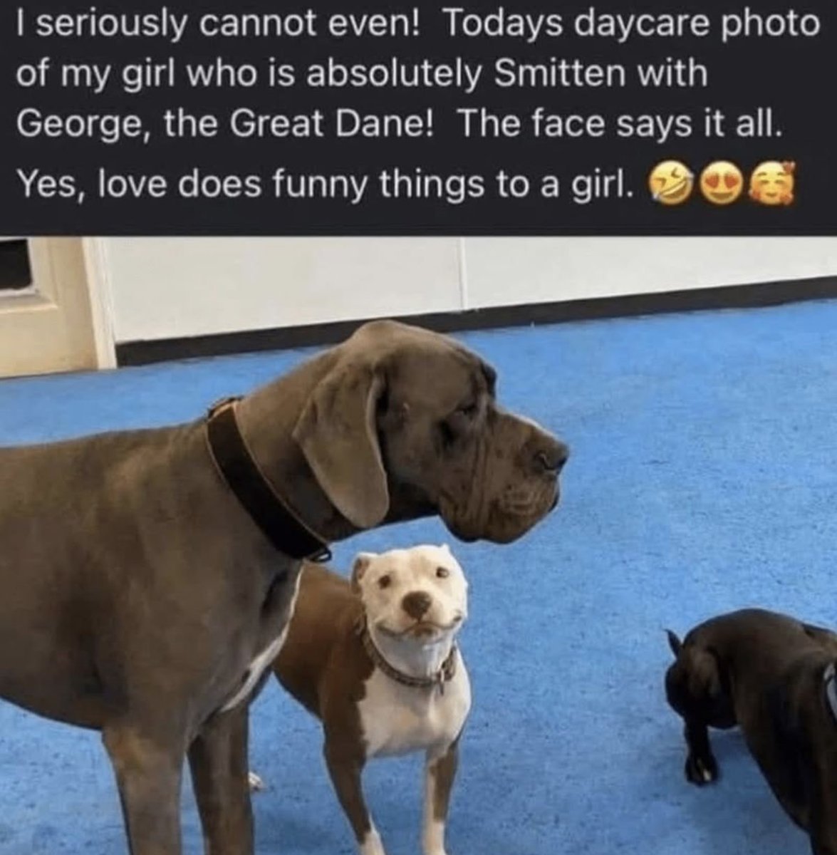 The Dalbo Dog (@dalbodog) on Twitter photo 