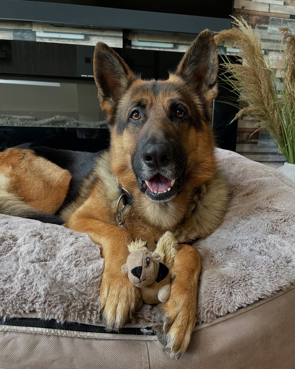 GSD_Fan_Club's tweet image. Just a boy and his tiny squirrel plushy ππΏοΈ