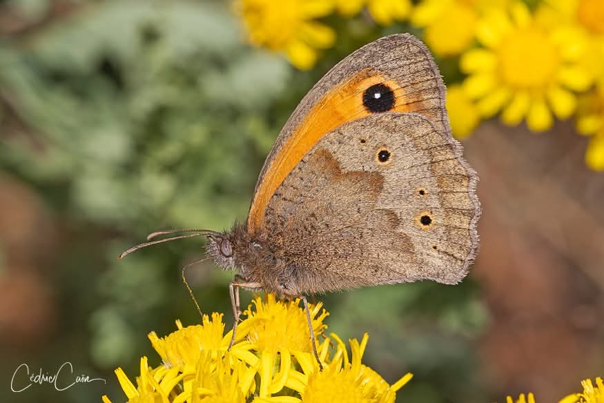 cain_cedric's tweet image. Un lépidoptère commun sur l&apos;île assez ressemblant avec l&apos;Amaryllis, (Pyronia tithonus), voici le Myrtil (Maniola jurtina).
#ouessant #iledouessant #iroise #cedriccain #lumieresdouessant #papillon #buterfly #myrtil #maniolajurtina