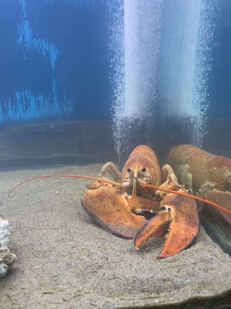 A rare Golden lobster brought into the Biomes Marine Biology Center after it was spotted at a Warwick grocery store last week. Staff say 1 in 30 million lobsters are born with this coloring. How this rare lobster made it to a store before being noticed, coming up at 6 on <a href="/NBC10/">NBC 10 WJAR</a>.