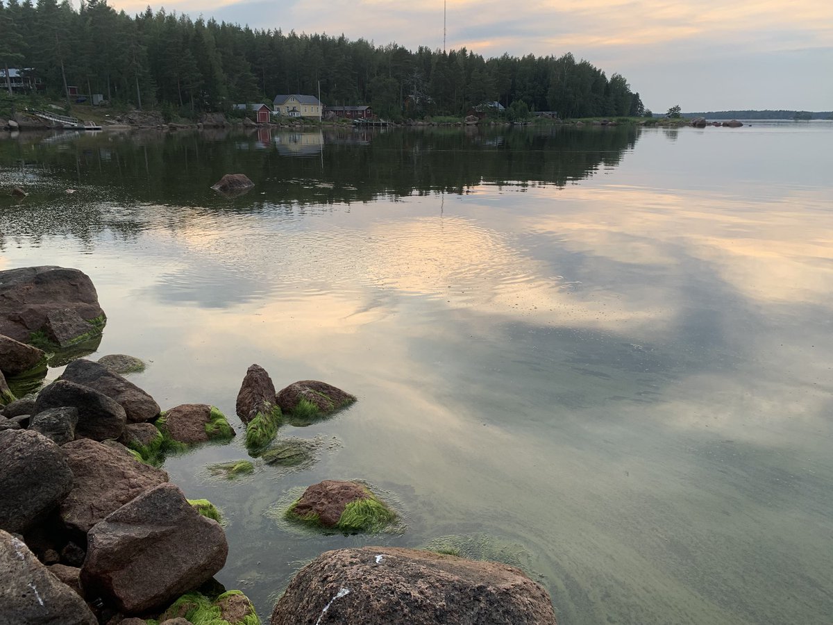 Lempimartta's tweet image. Mitähän kaloja nämä ovat? Ihan rannassa. Sinilevää niin paljon ettei kalat näy, mutta tämä näytelmä on kestänyt jo kymmeniä minuutteja. Sekoaako ne sinilevästä? #itäinensuomenlahti @KnuuttilaS @teemutast