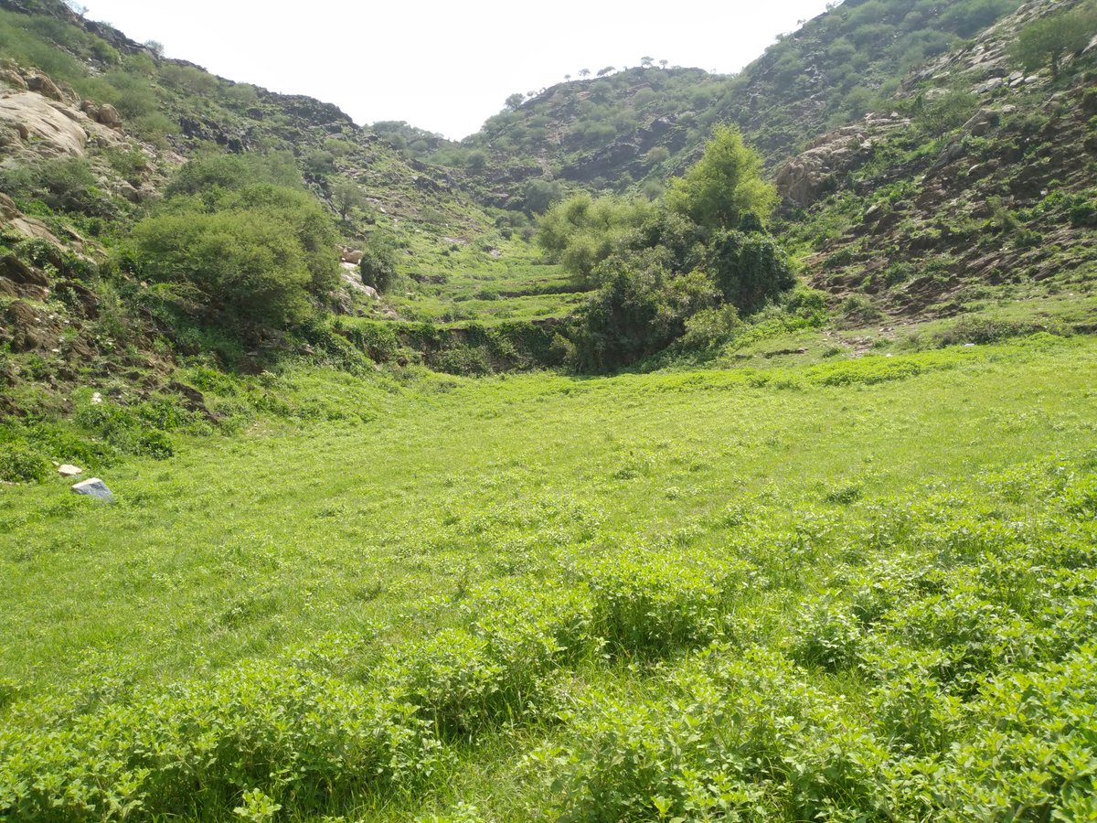 القبه ال يحيى  اتابعه لمديرية منبه صعده