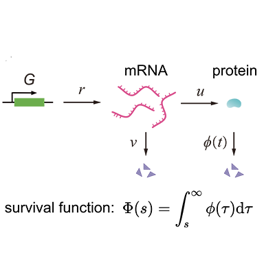 PhysRevLett's tweet image. A two-stage model of gene expression, accounting for an arbitrary distribution of protein degradation times, explains why nonexponentially degraded proteins have smaller mRNA-protein correlation than exponentially degraded proteins go.aps.org/3II0Noe