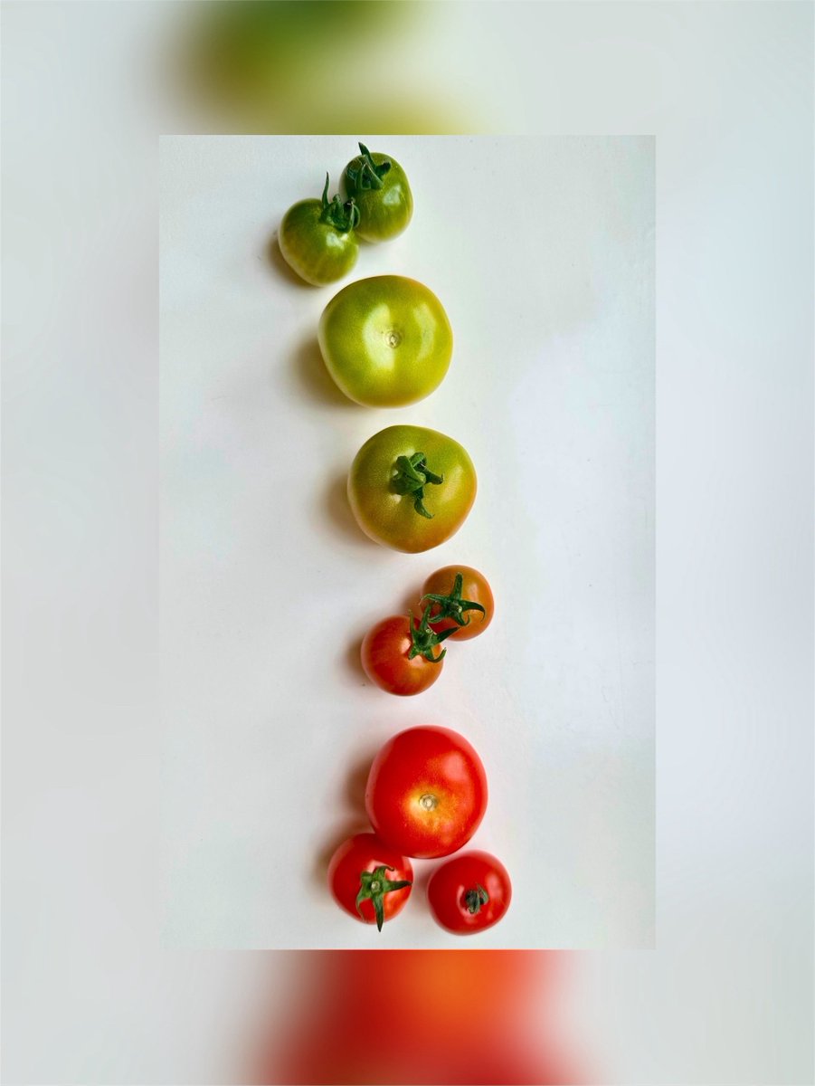 Josyanne's tweet image. Ligt daar toch gewoon een rij tomaten die precies meemaken wat ik ook doormaak na 15 minuten zon.

Anyway, de eerste tomaten zijn hartstikke rijp en hartstikke lekker!