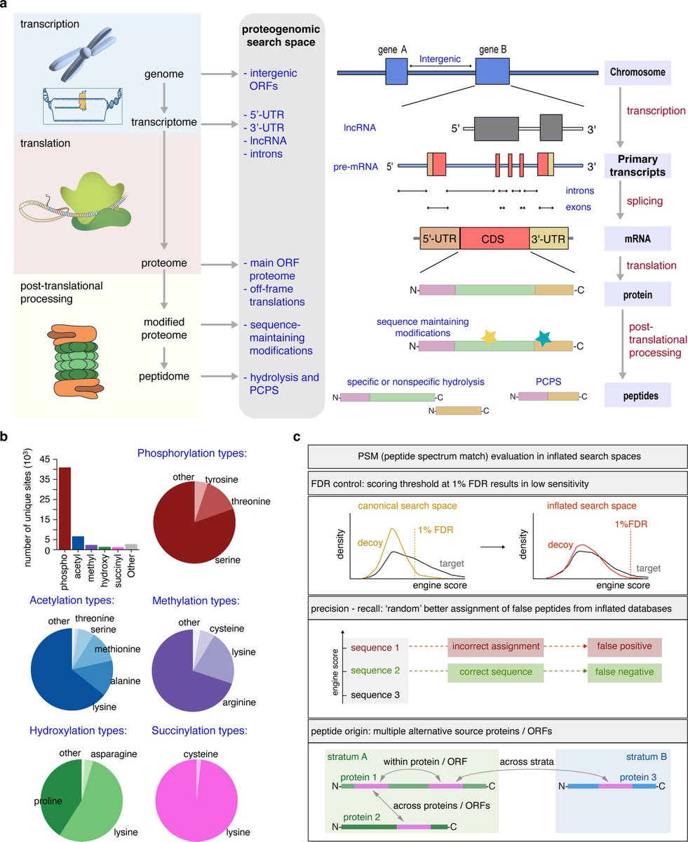 Peeref1's tweet image. Recently published in @molcellprot “An automated workflow to address proteome complexity and the large search space problem in proteomics and HLA-I immunopeptidomics” by Horokhovskyi et al. mcponline.org/article/S1535-… @ASBMB @JLiepe @hanna_roetschke