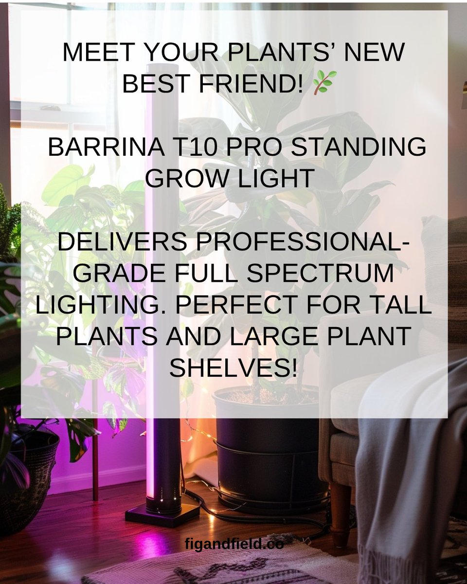 figandfield's tweet photo. 🌱 GAME CHANGER for indoor plant lovers!The Barrina T10 Pro Standing Grow Light is everything I didn’t know I needed for my plant family!

#ad #affiliate

Find it here - https://t.co/ehdzf7Ym0i

#GrowLights #IndoorPlants #PlantCare #FullSpectrum #LEDGrow https://t.co/DVoLp0xzj2