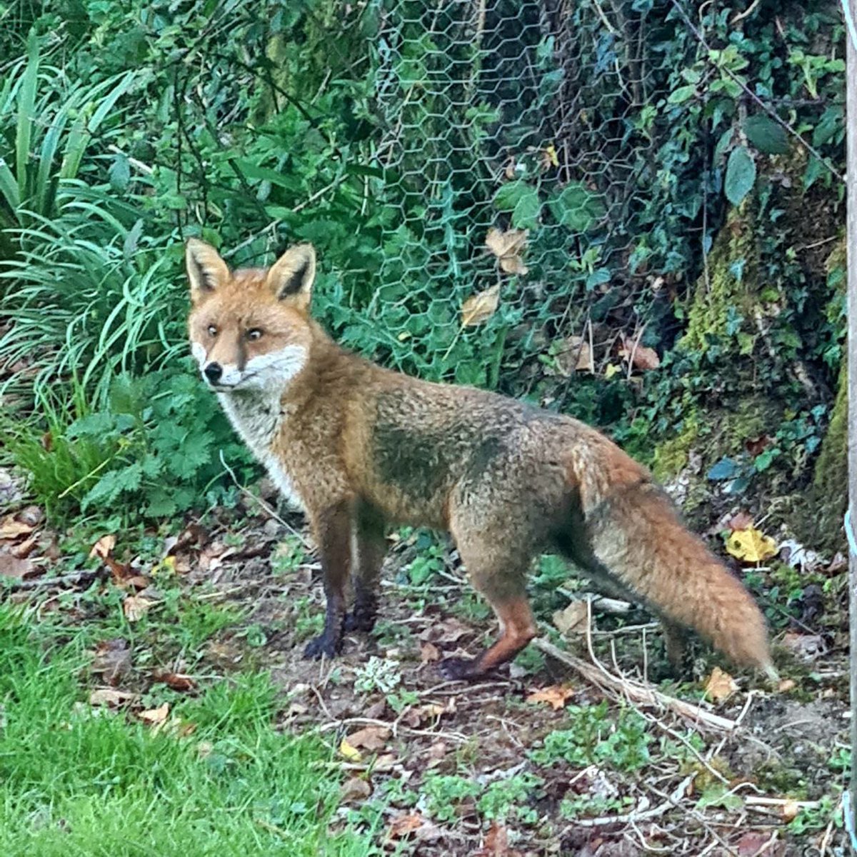 Danielle Krage tweet media