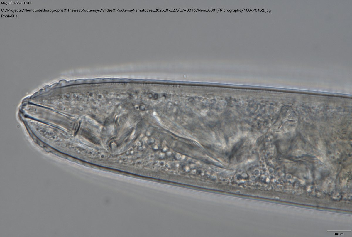 Lawrence Perepolkin tweet media