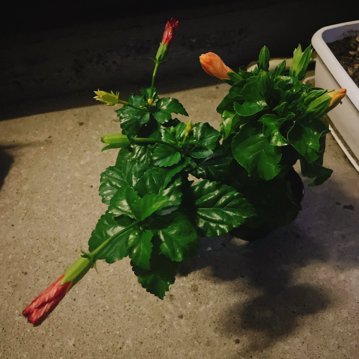 一昨日誕生日だったので、社長からハイビスカスいただいた🌺
もう時期終わりかけだったのに無理言って頼んでしまった笑
ここから花が咲きますように…！

ちなみに今日は社長のお誕生日🎂