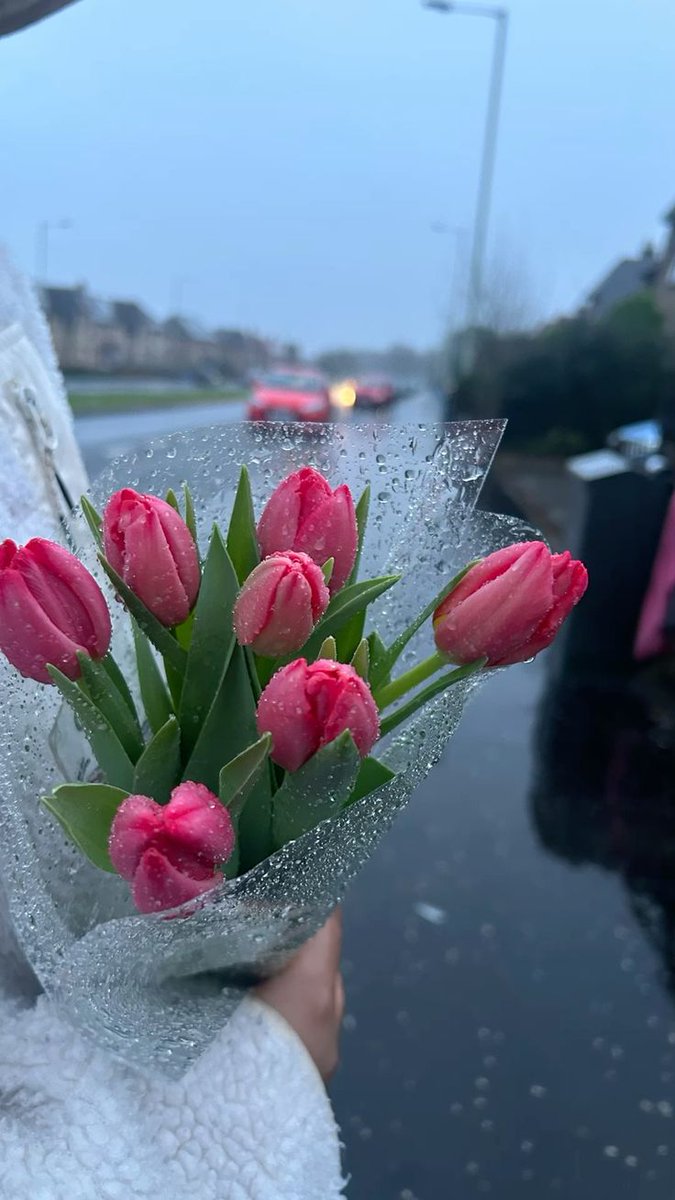 Tulips Library (@tulipslibrary) on Twitter photo 