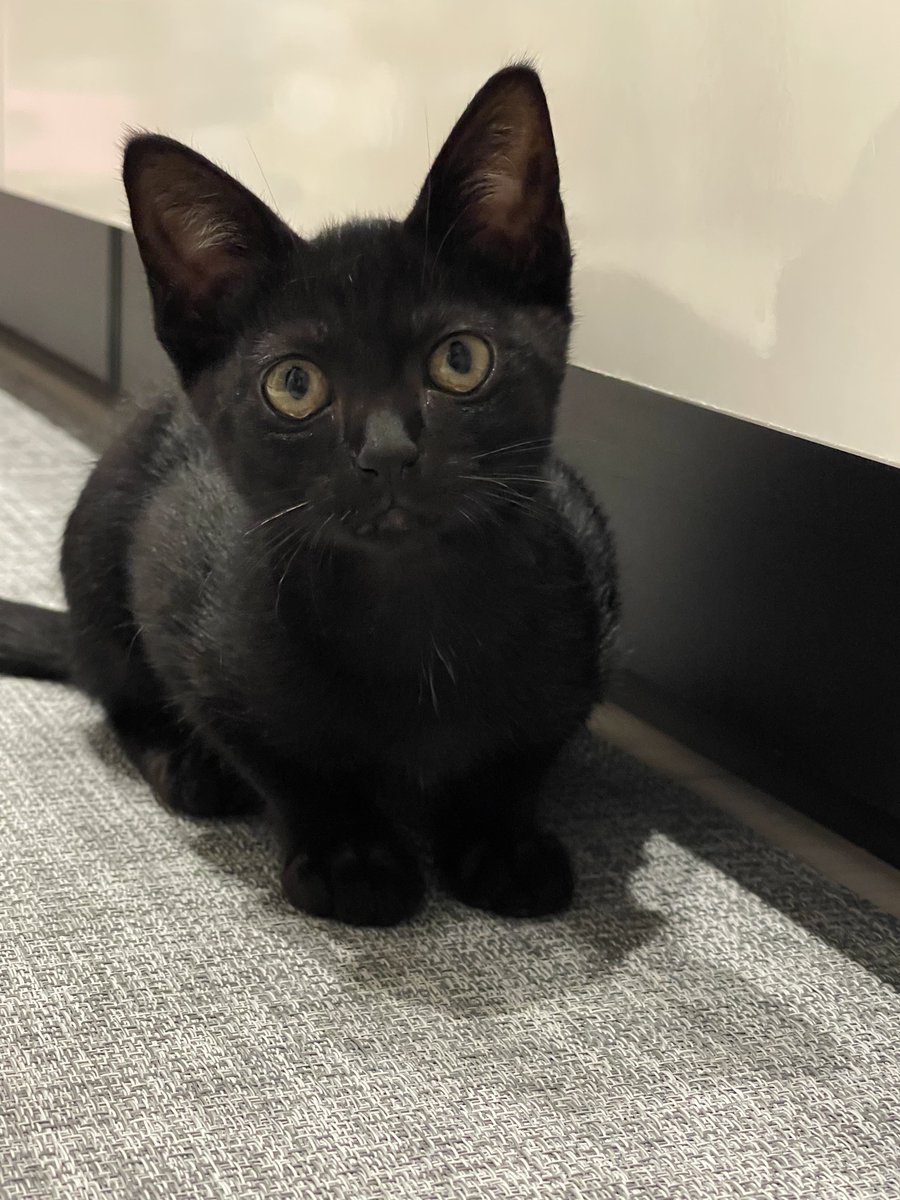 黒猫 taka_intensity_rgk on X: