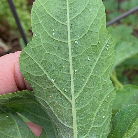 gardensbyyou's tweet image. Sticky, curly, yellowing leaves? Clouds of tiny white insects flying up when you turn leaves over? Scalelike, gray or yellow eggs on the leaf undersides? You have a severe Whitefly infestation, sucking insects that rob vigor and introduce fungal disease to many plants, including…