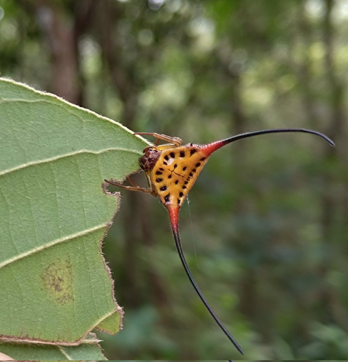 スミス tweet media