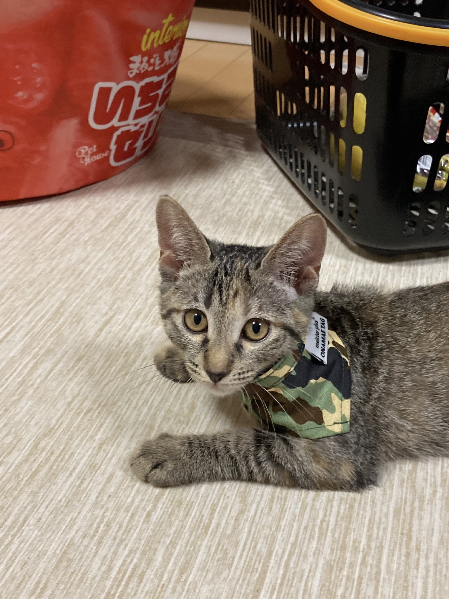 猫氏 chico on X: 